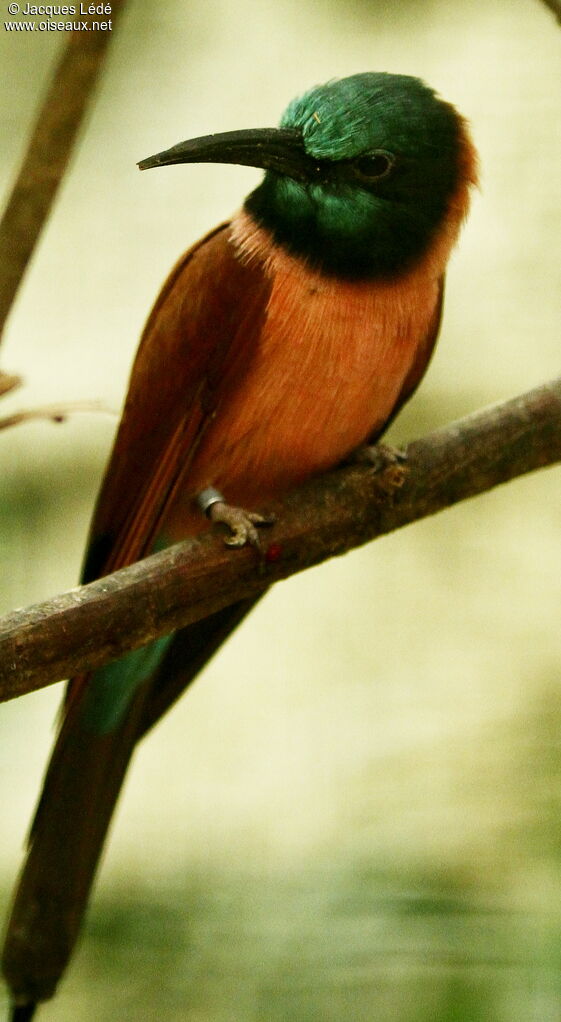 Northern Carmine Bee-eater