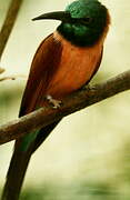 Northern Carmine Bee-eater