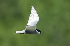 Whiskered Tern