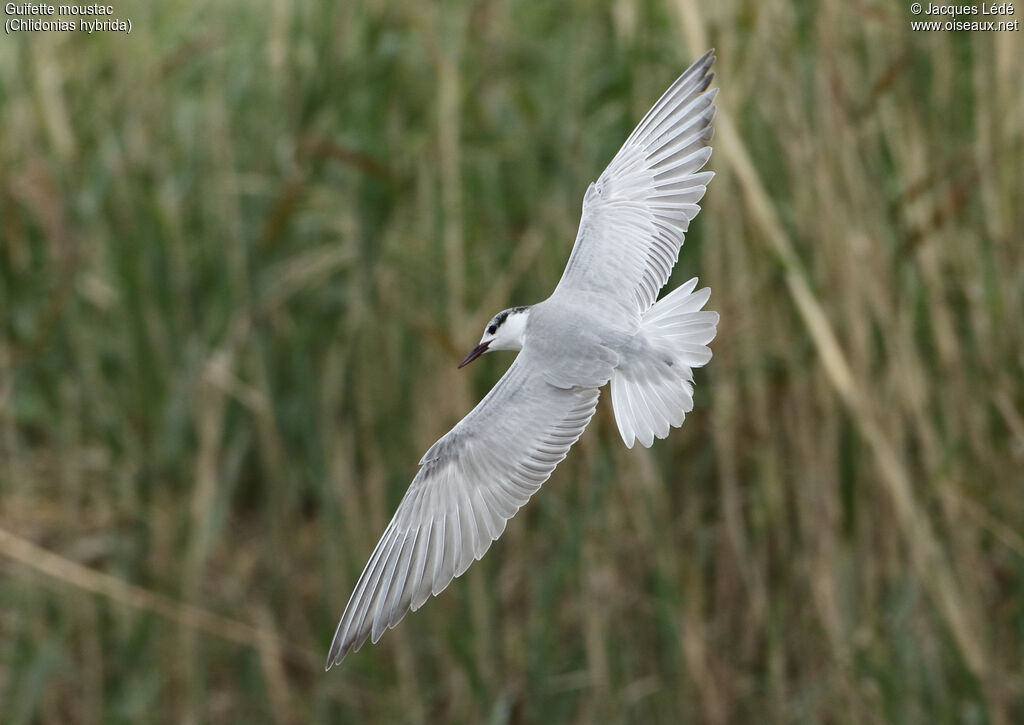 Whiskered Tern