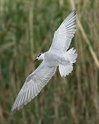 Whiskered Tern