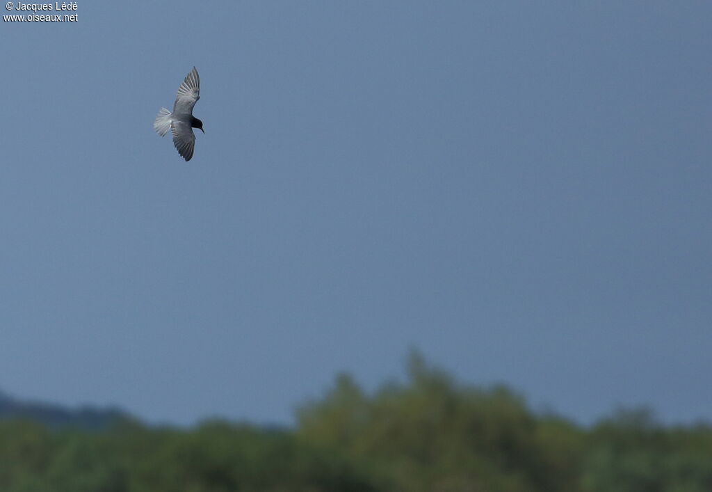 Black Tern