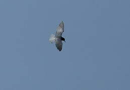 Black Tern