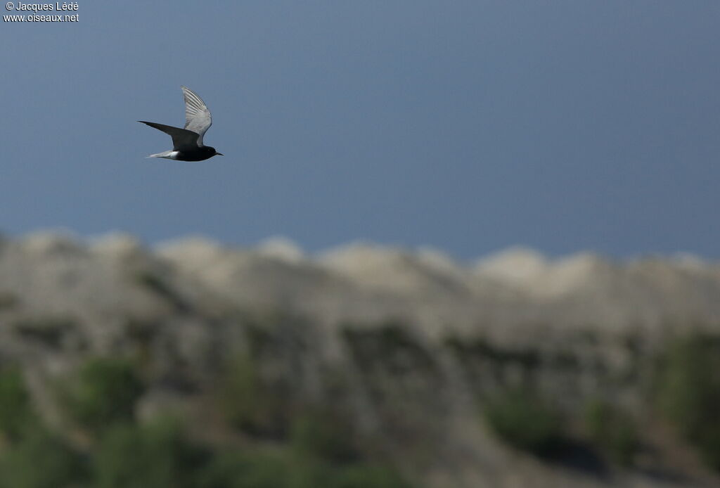 Black Tern