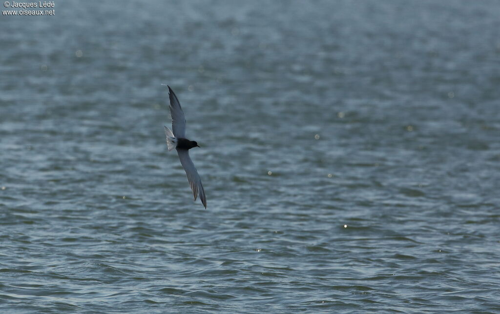 Black Tern