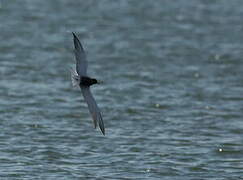 Black Tern