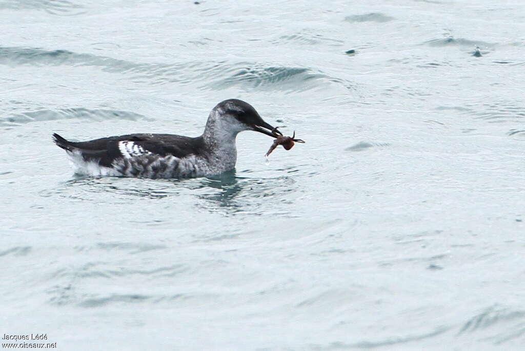 Black GuillemotFirst year, pigmentation, fishing/hunting, eats