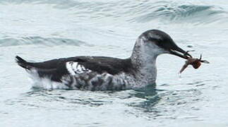 Guillemot à miroir