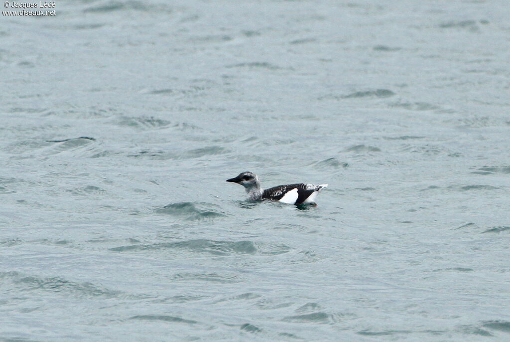 Guillemot à miroir