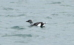 Black Guillemot