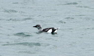 Guillemot à miroir