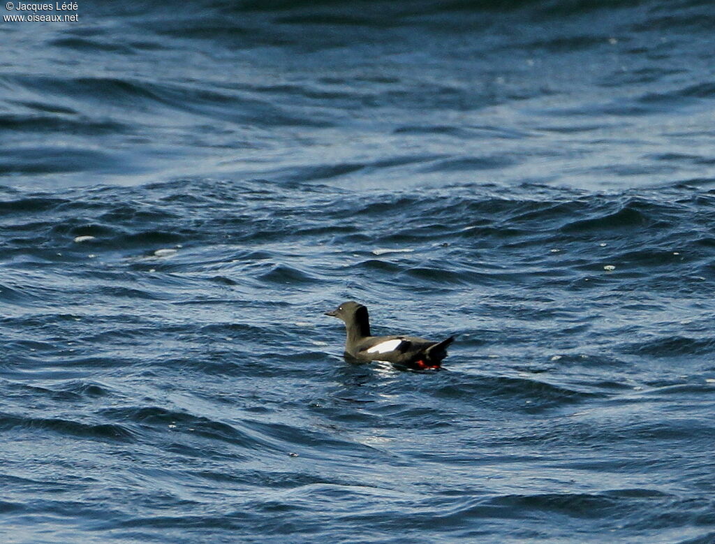 Black Guillemot