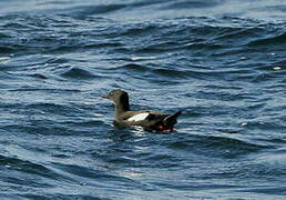 Guillemot à miroir