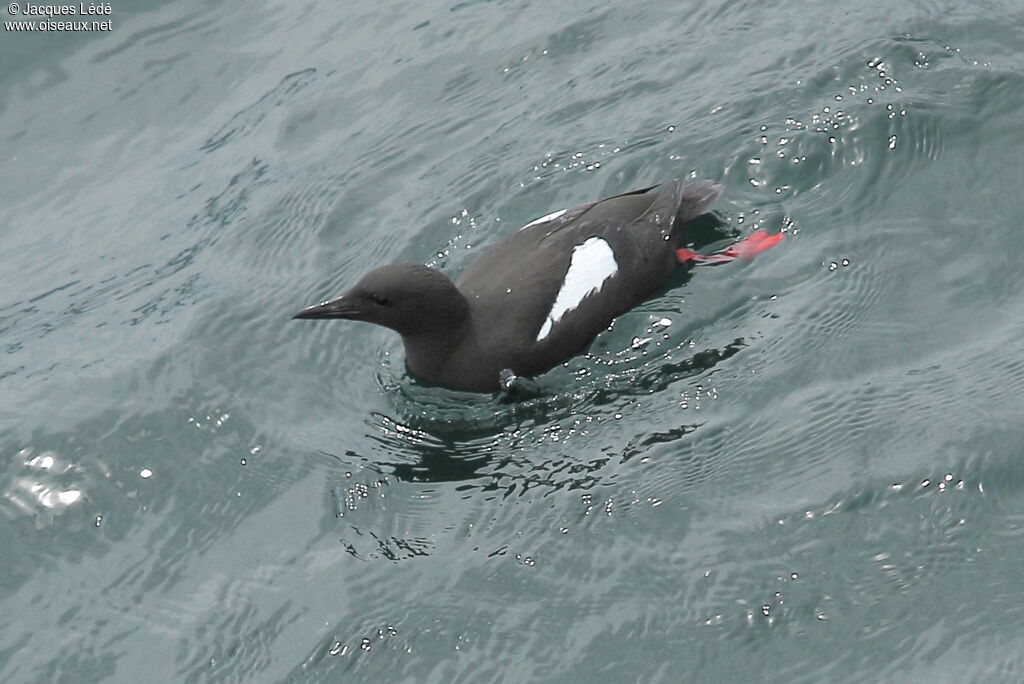 Guillemot à miroir