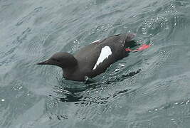 Black Guillemot