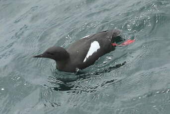 Guillemot à miroir