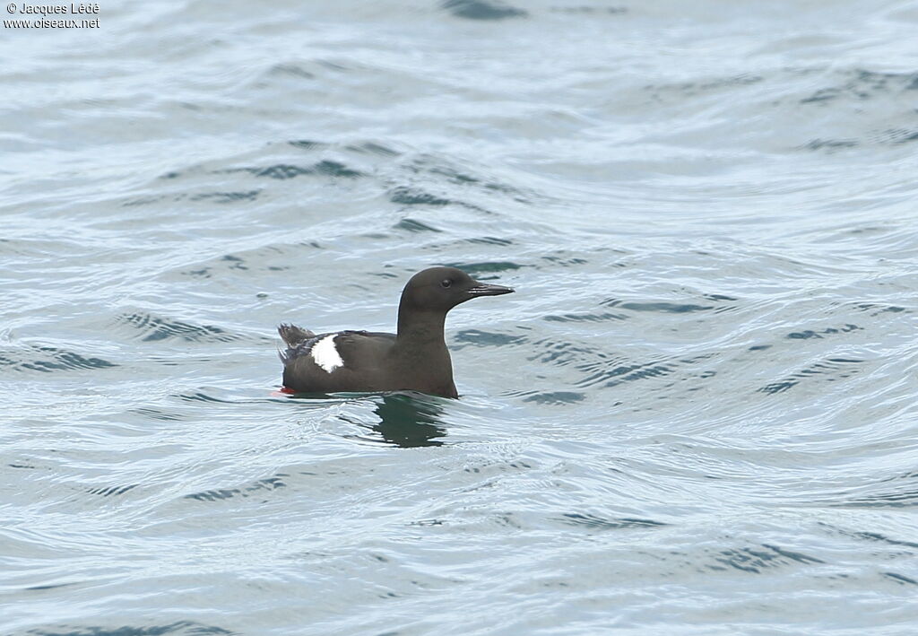 Guillemot à miroir