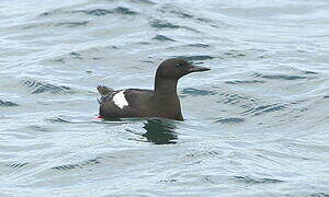 Guillemot à miroir