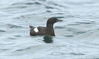 Guillemot à miroir