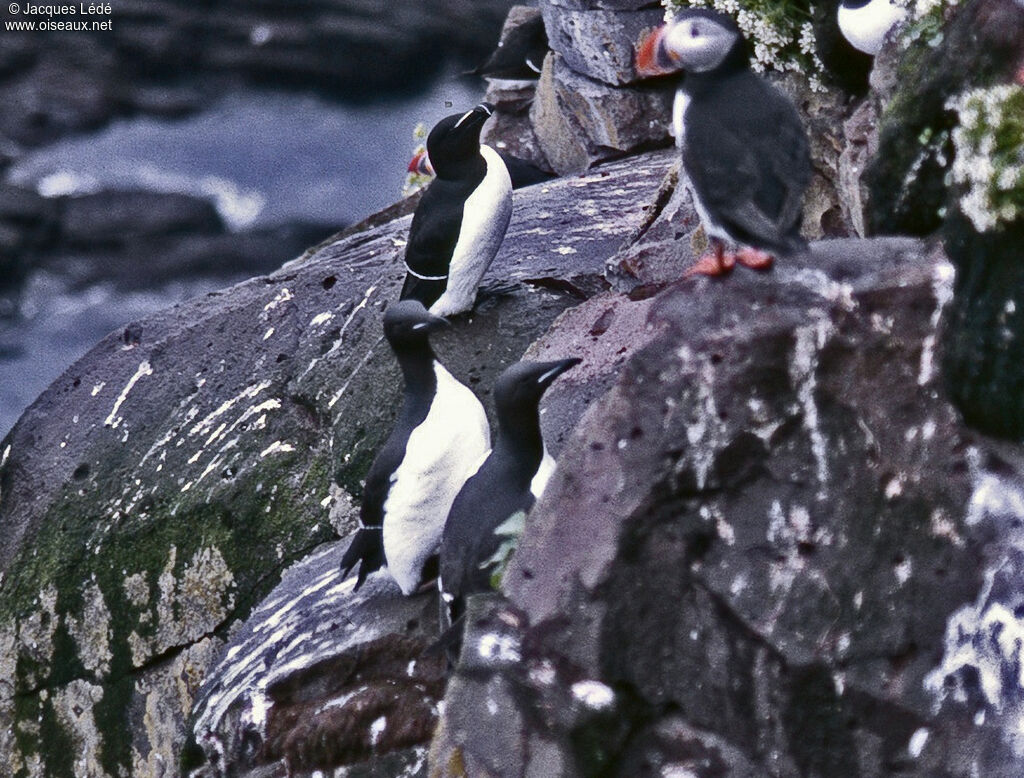 Guillemot de Brünnich