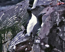 Thick-billed Murre