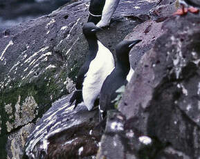 Guillemot de Brünnich