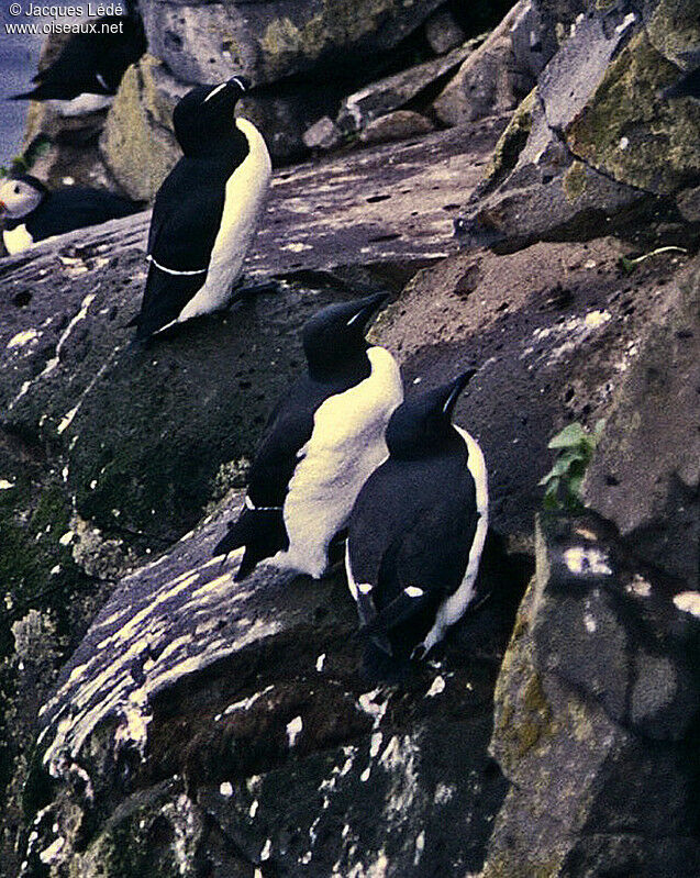 Guillemot de Brünnich