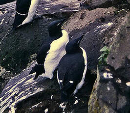 Guillemot de Brünnich