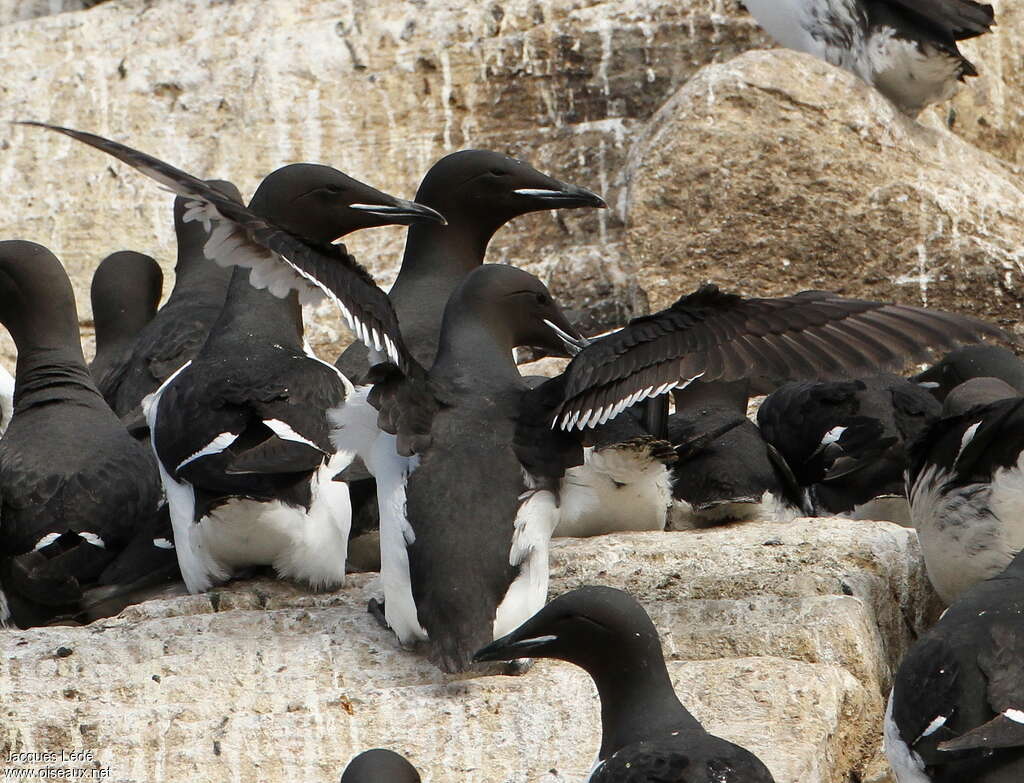 Guillemot de Brünnichadulte, pigmentation, Comportement