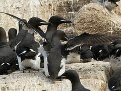 Guillemot de Brünnich