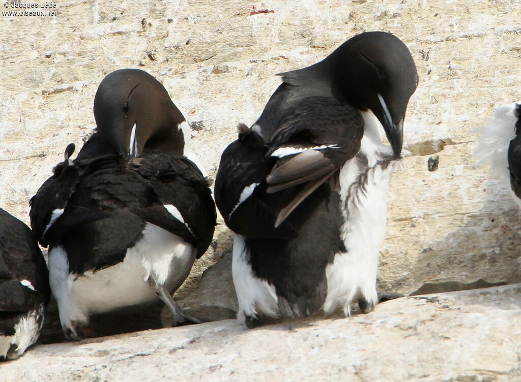 Guillemot de Brünnich