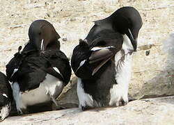 Guillemot de Brünnich