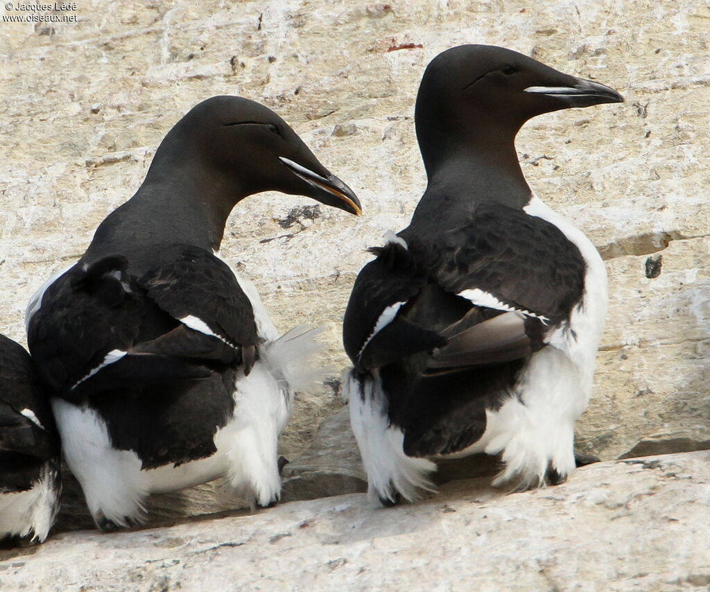 Guillemot de Brünnich