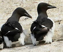 Guillemot de Brünnich