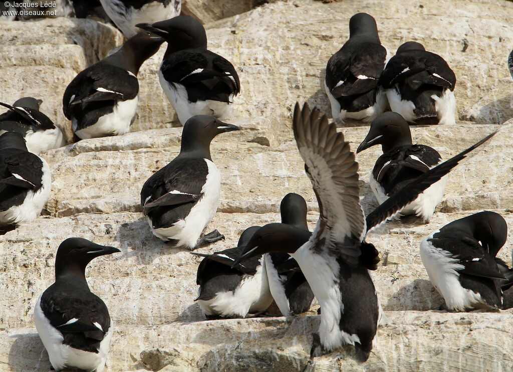 Guillemot de Brünnich