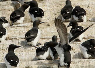 Guillemot de Brünnich