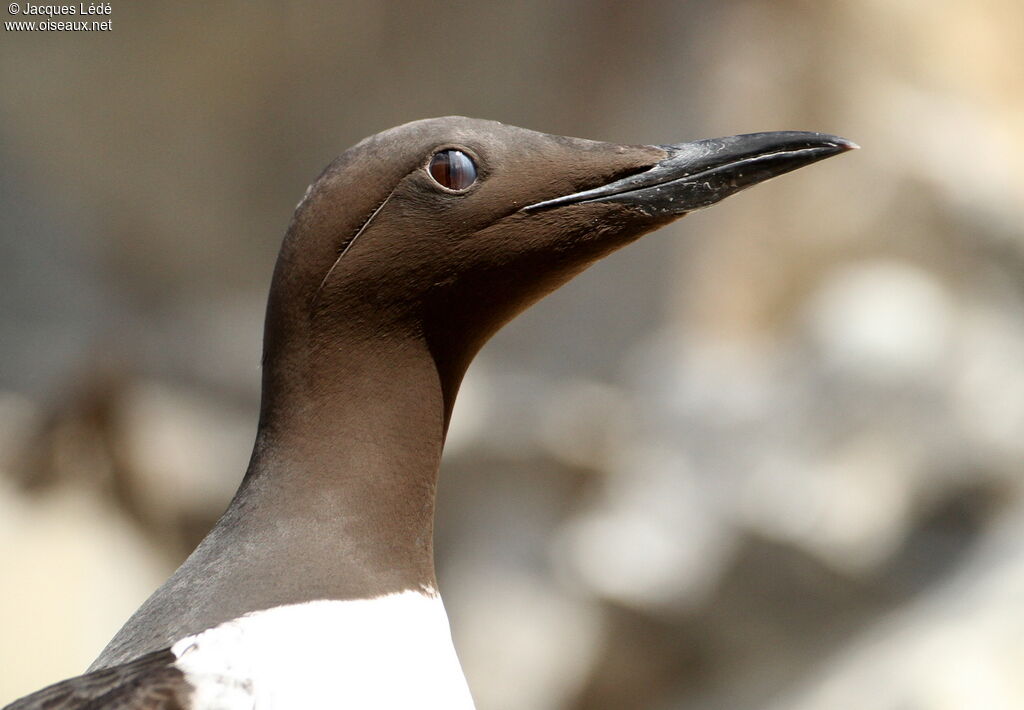 Guillemot de Troïl