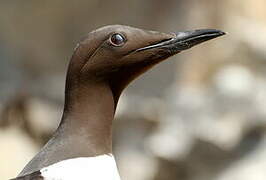 Guillemot de Troïl