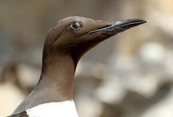 Guillemot de Troïl