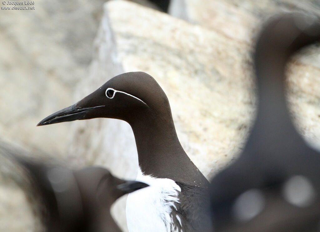 Guillemot de Troïl