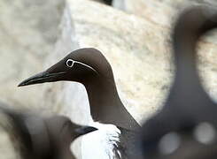 Guillemot de Troïl