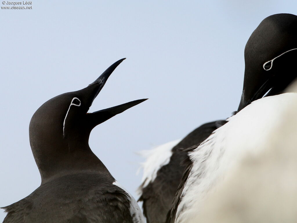 Common Murre