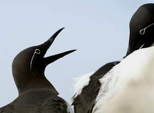 Guillemot de Troïl