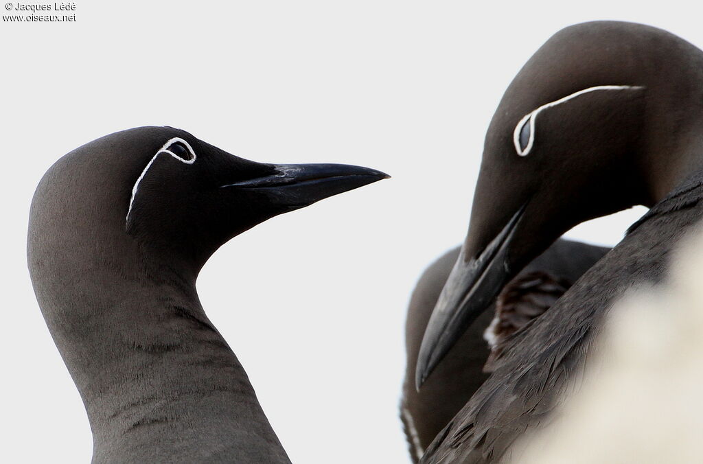 Common Murre