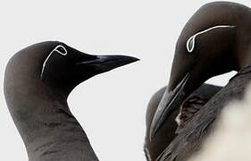 Common Murre