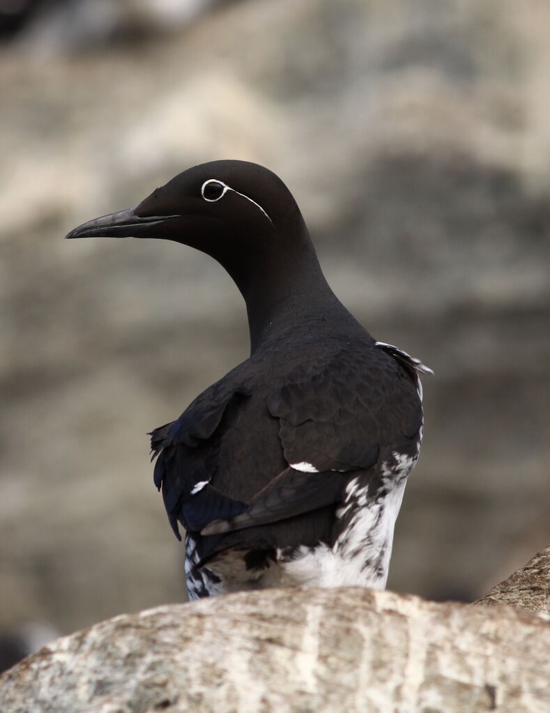 Common Murre