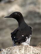 Guillemot de Troïl