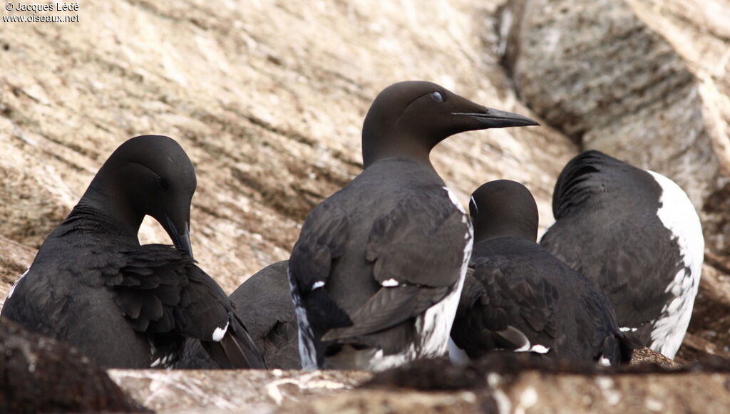 Common Murre