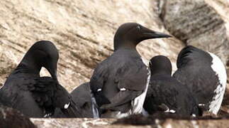 Guillemot de Troïl