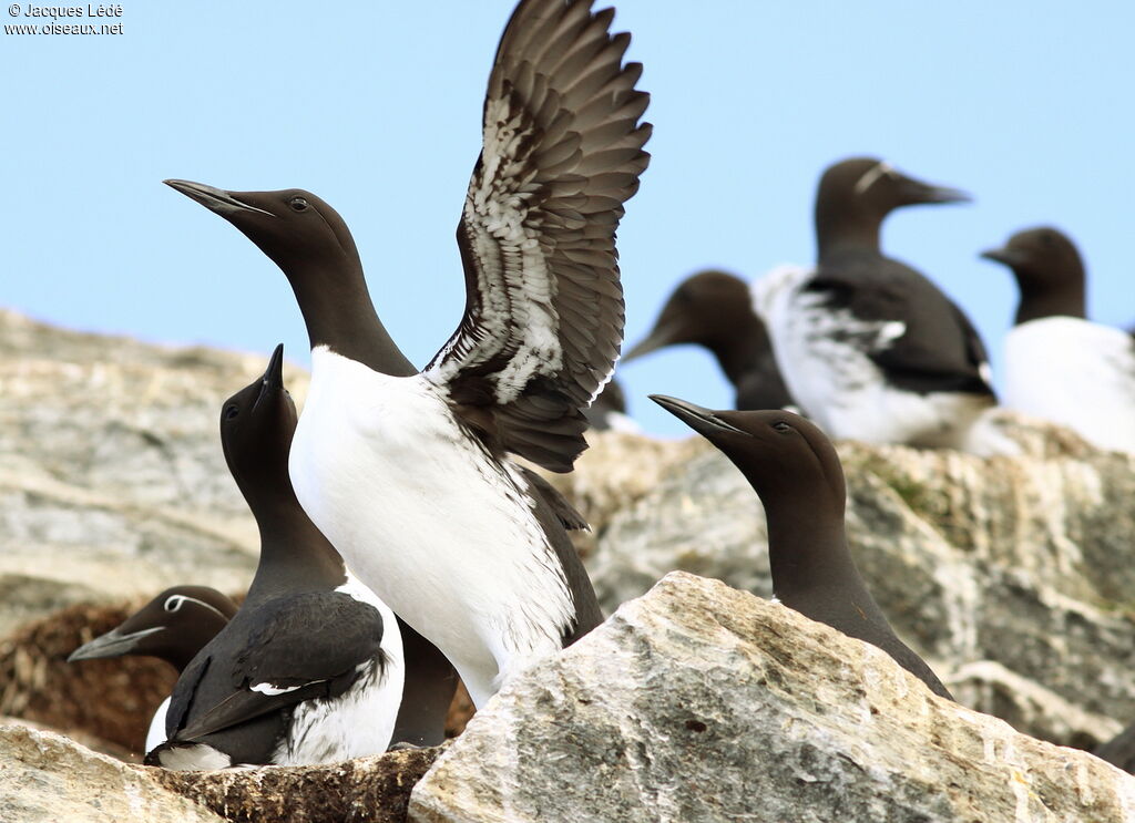 Common Murre